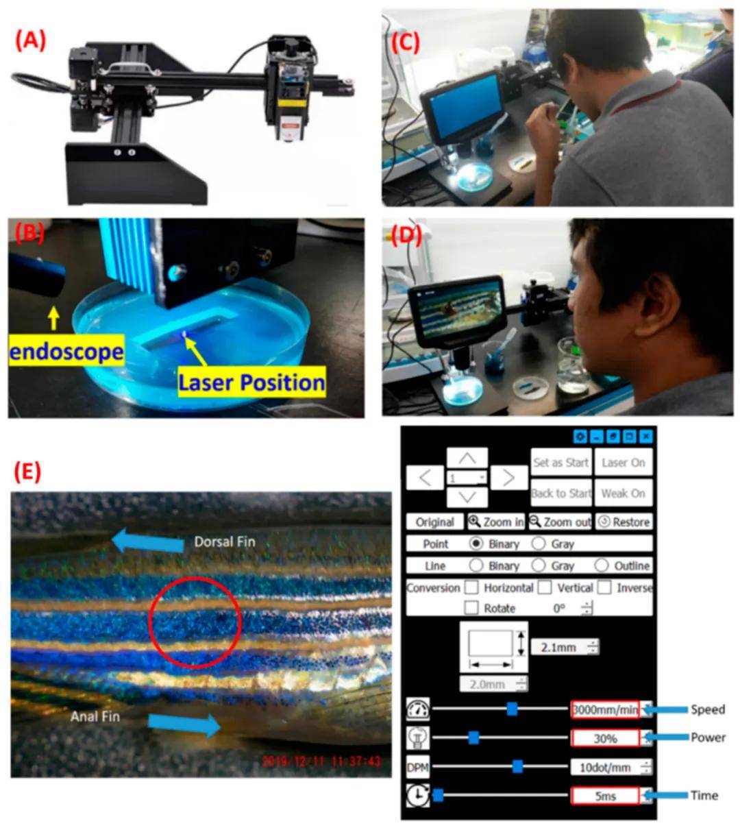 涡虫、斑马鱼等实验对象在空间站状态良好