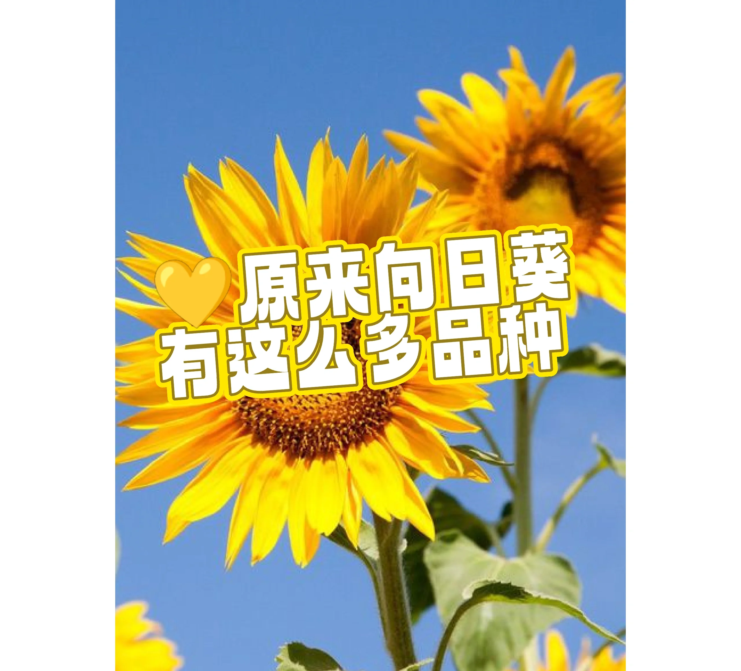 向日葵（300111）2025年一季报简析：净利润减123.77%