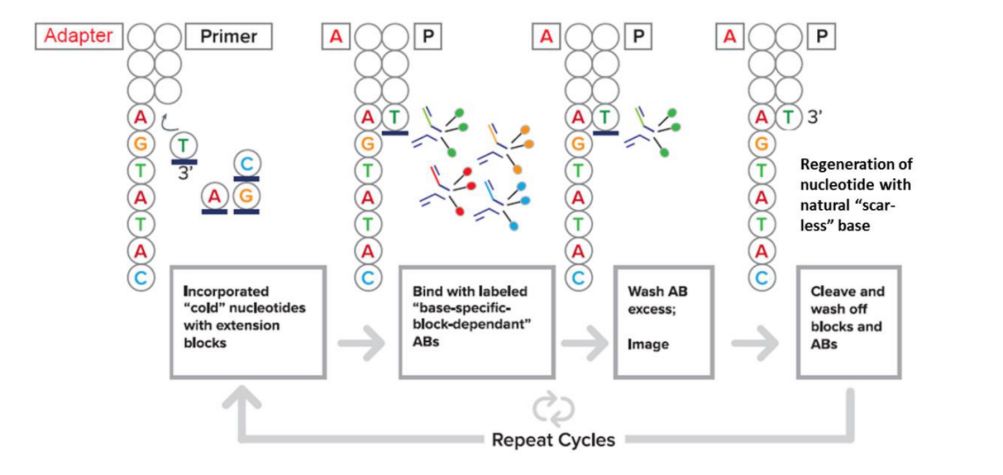 华大智造在手订单7.4亿元，海外占比33%