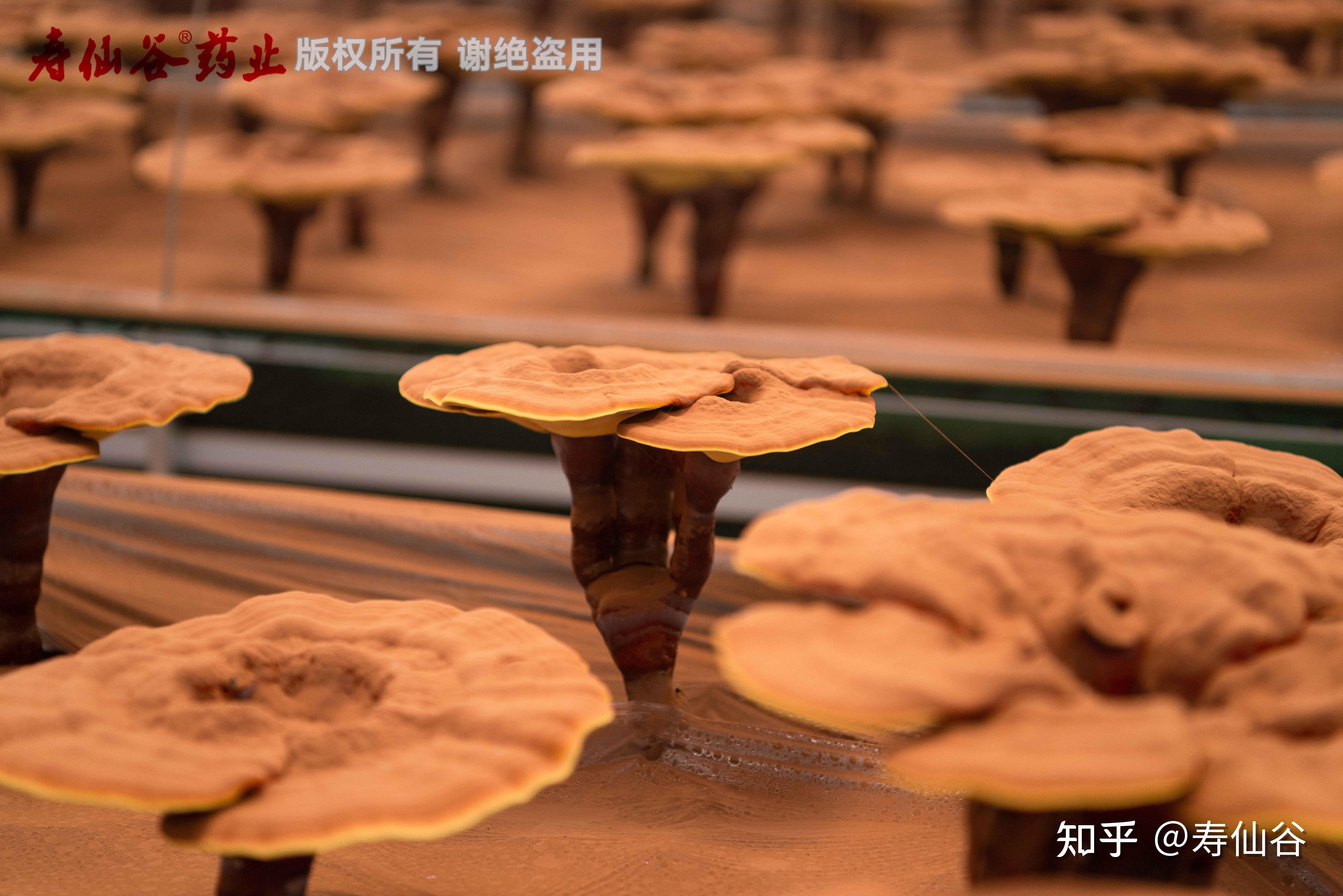 寿仙谷获得发明专利授权：“一种灵芝孢子油组分乳剂、其制备方法及在抗肿瘤和抗氧化产品中的应用”