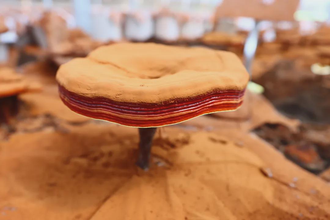 寿仙谷获得发明专利授权：“一种灵芝孢子油组分乳剂、其制备方法及在抗肿瘤和抗氧化产品中的应用”