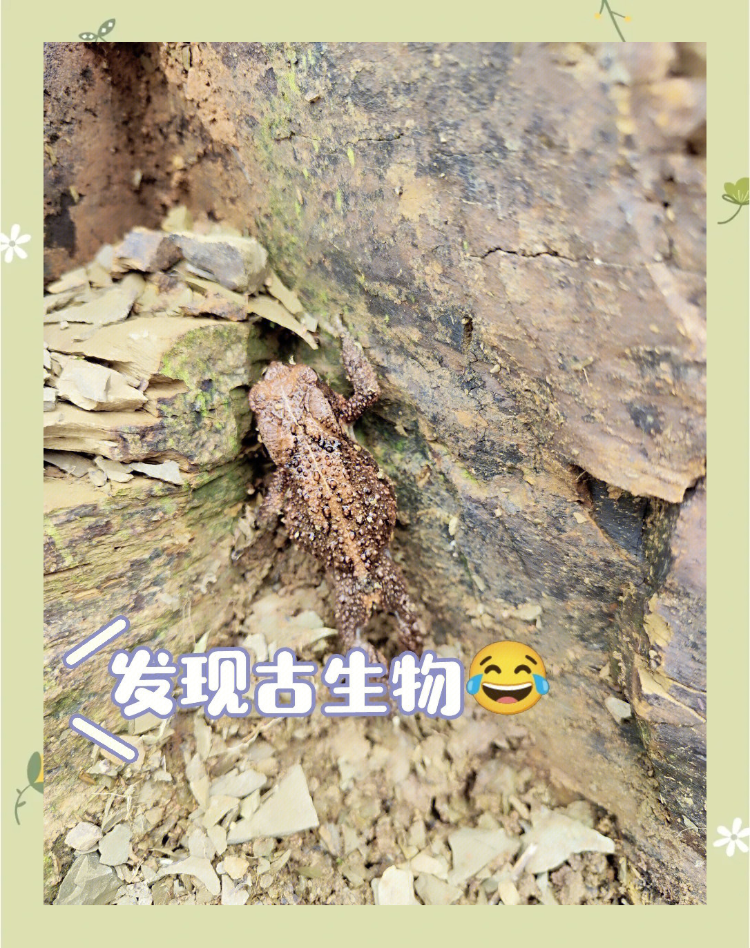 寒武纪小壳化石保存之谜揭开