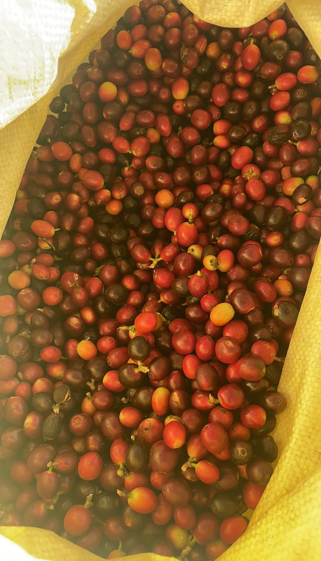 雀巢与东航推出联名咖啡 本土化实践见证云南咖啡蜕变之路