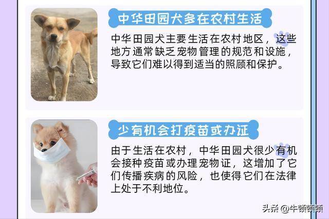 中华田园犬禁养引争议 文化认同与管理逻辑出现冲突