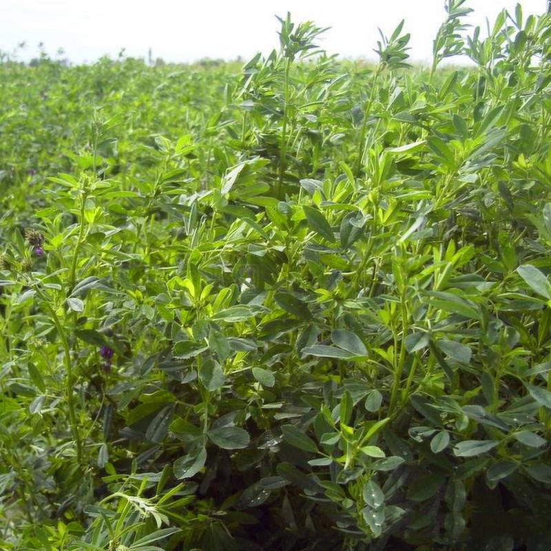 蒙草生态获得发明专利授权：“能有效提高苜蓿生长量的植物根际促生菌及其应用”