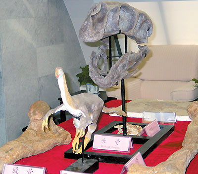 阿根廷研究人员确认一巨盗龙化石