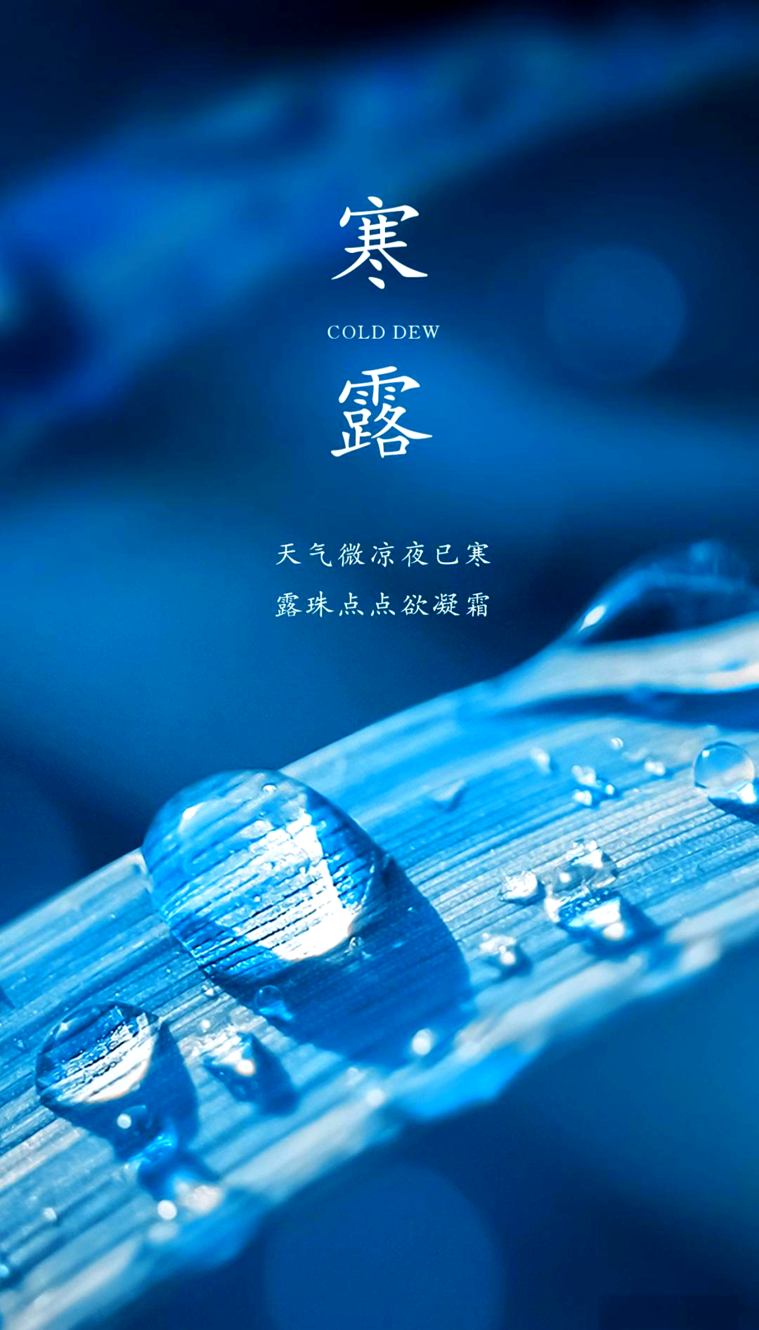 节令之美｜寒露：吃螃蟹，饮秋茶