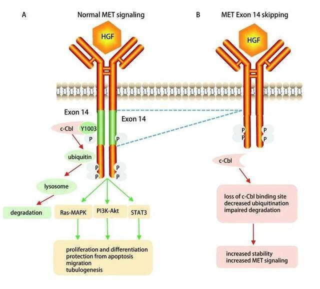 澳研究：新生儿足跟血基因测序有助于疾病早发现