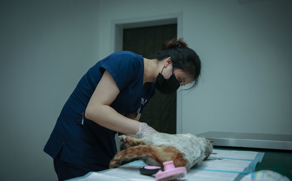 宠物殡葬师为生命温柔谢幕 现存相关企业超4.3万家