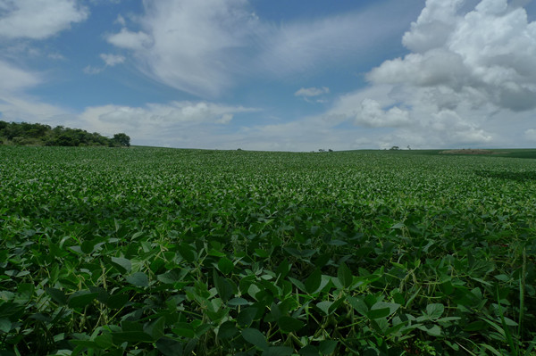 巴西大豆压榨产能因生物燃料需求强劲而扩大