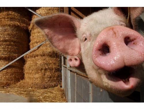 丹麦首次禁止使用农药，或引其他欧盟国家效仿