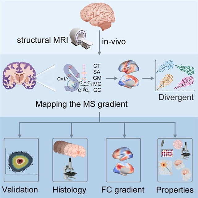 新研究揭示大脑早期发育遗传机制