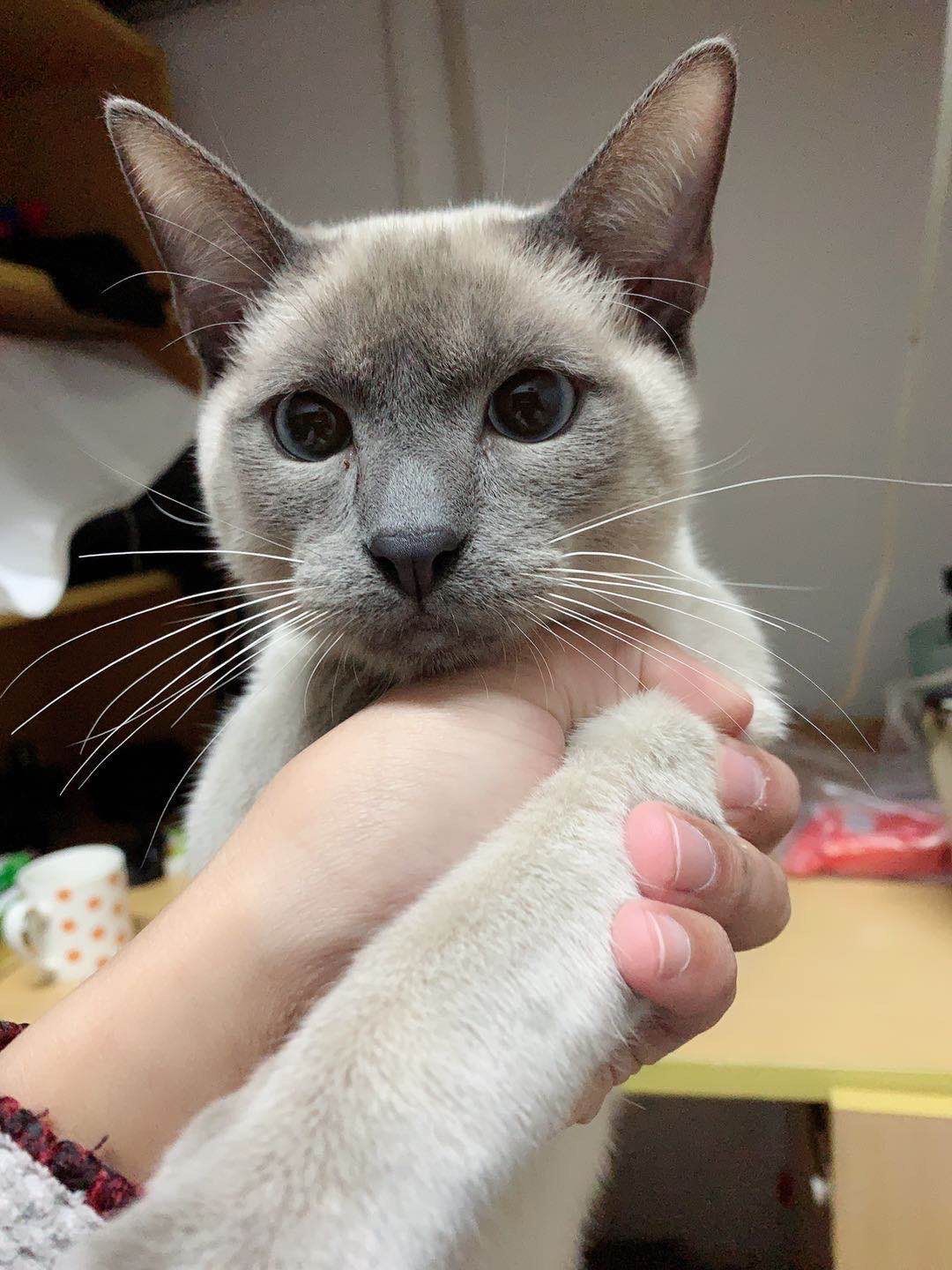 冲刺“宠物医院第一股”！瑞派宠物三年累亏超3亿，扩张急刹车、17.9亿商誉高悬