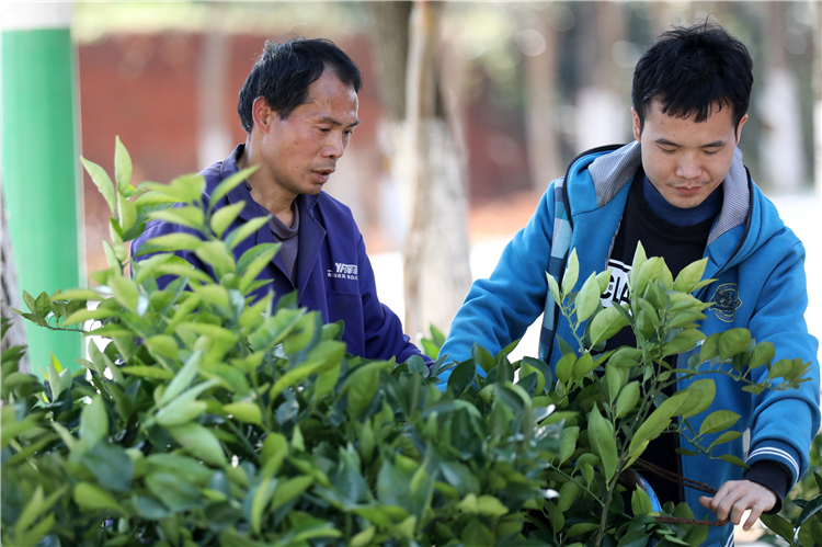 利比里亚启动本土咖啡复兴计划，20万株种苗免费助农增收
