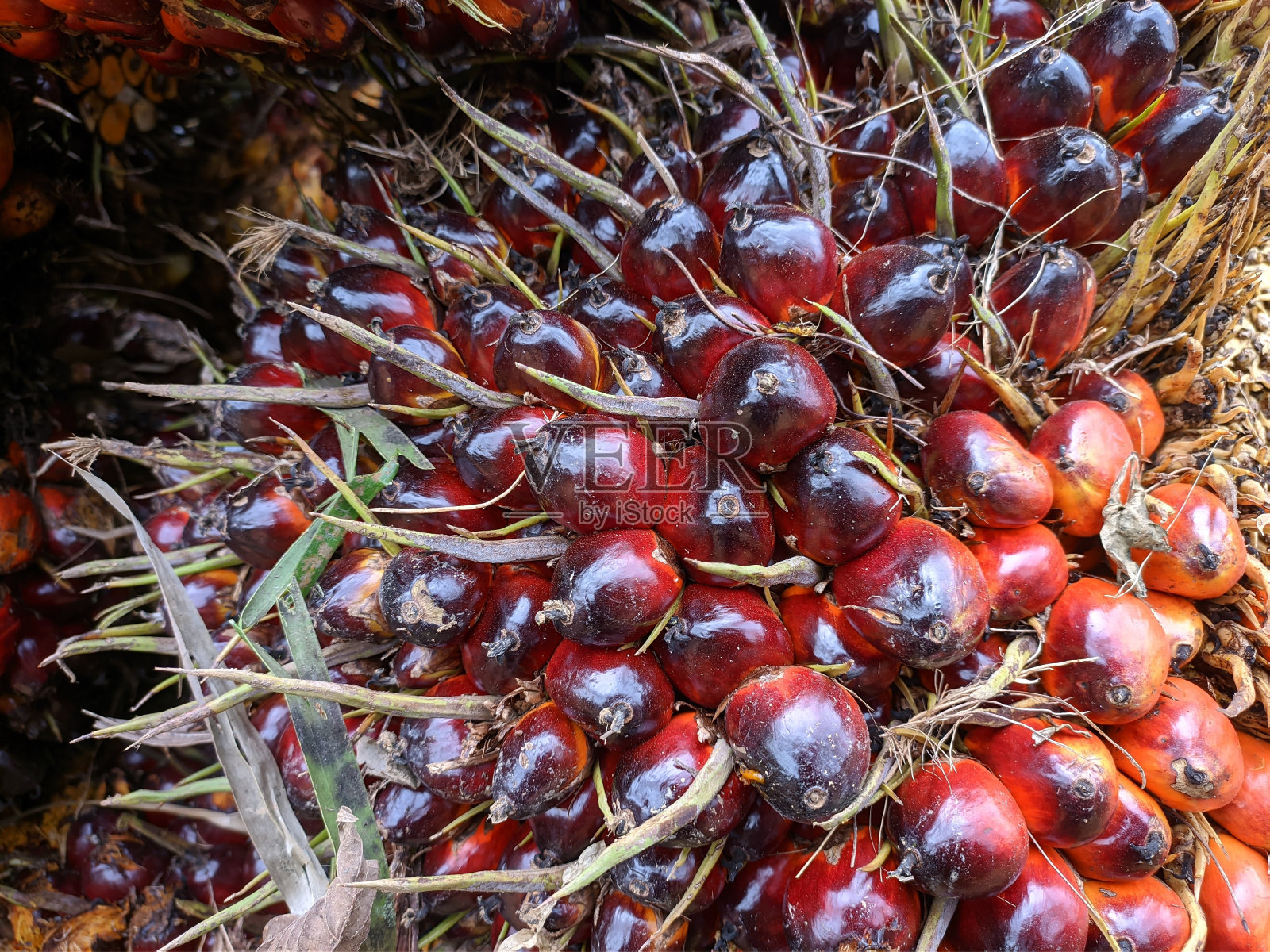 加纳投入5亿美元扩大油棕种植