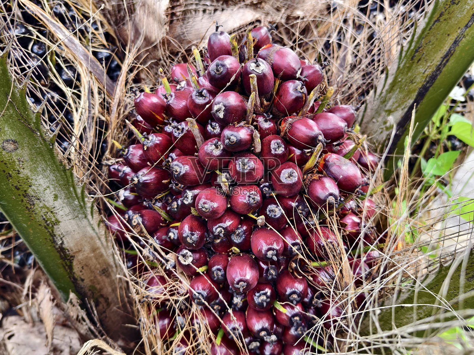 加纳投入5亿美元扩大油棕种植