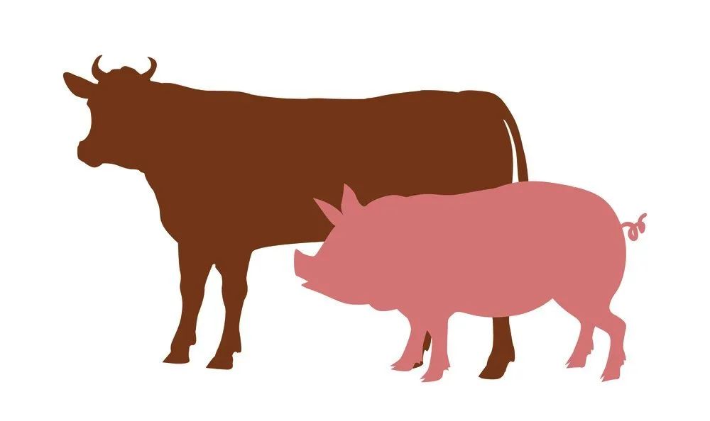 科普｜安第斯病毒：可人际传播的汉坦病毒“家族”成员