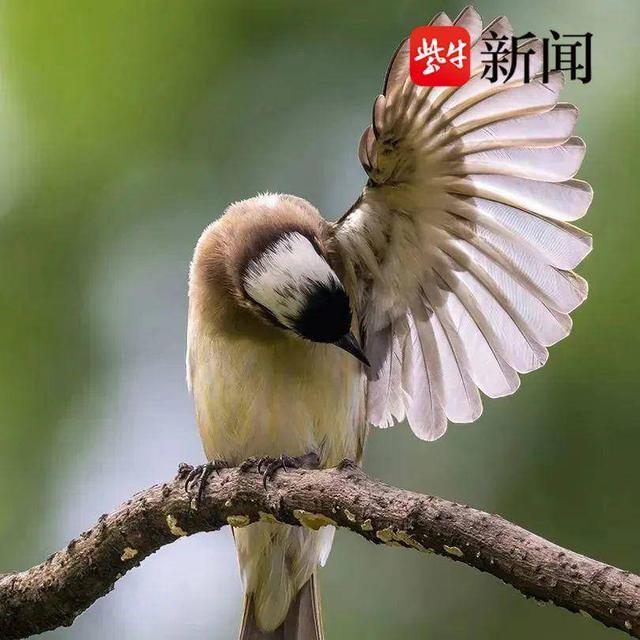立方风控鸟·晚报（5月29日）