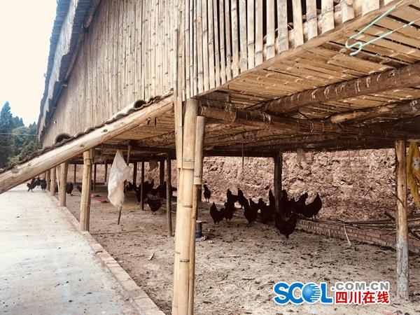 晓鸣股份：销售数量为当月实际完成交付并确认收入的鸡产品销售数量