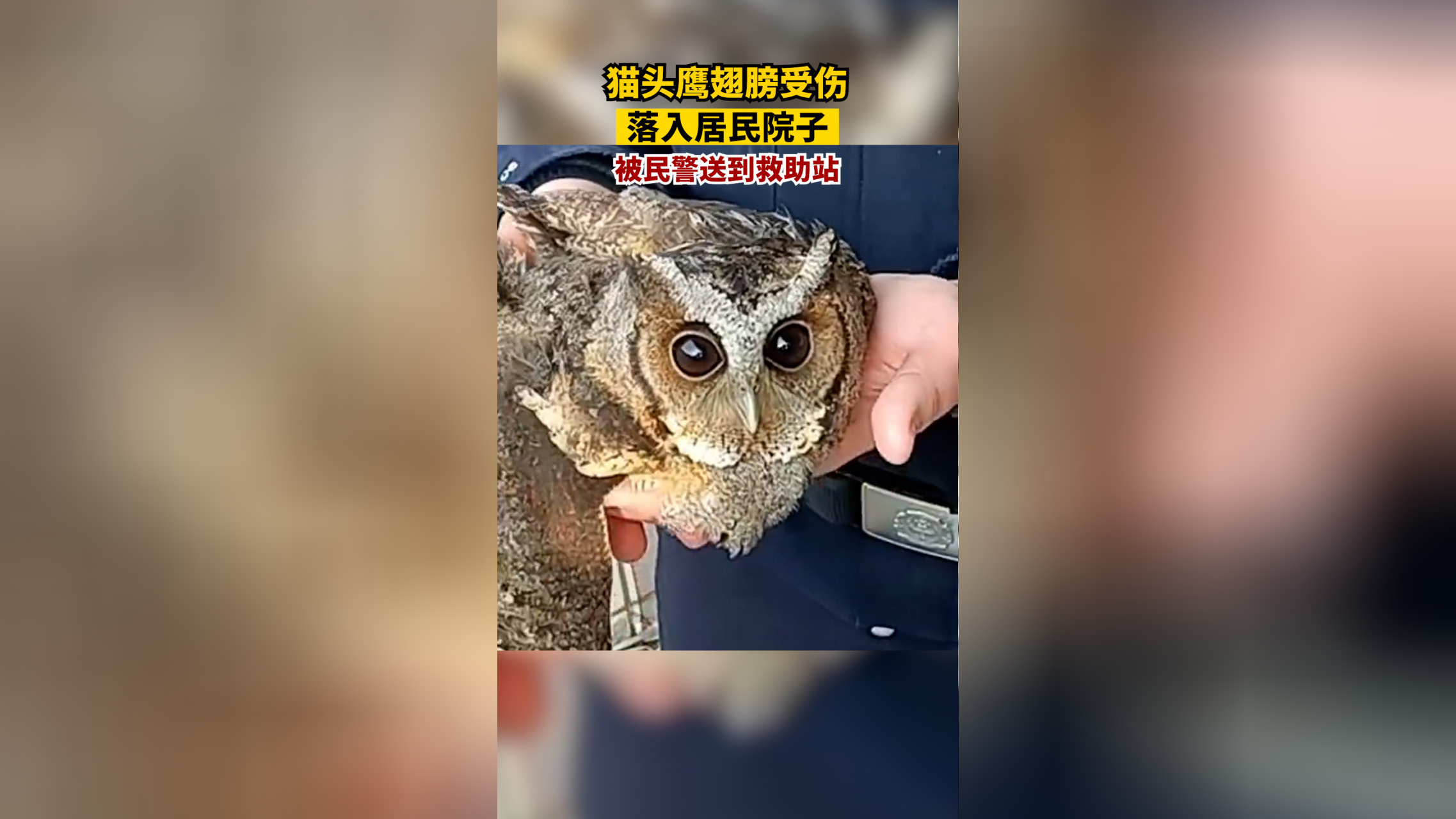 广东紫金救护3只珍稀领角鸮 已顺利放归野外